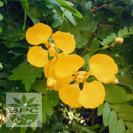 Guaiacwood Essential Oil